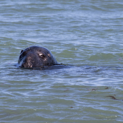 A Common Seal in Durlston Bay