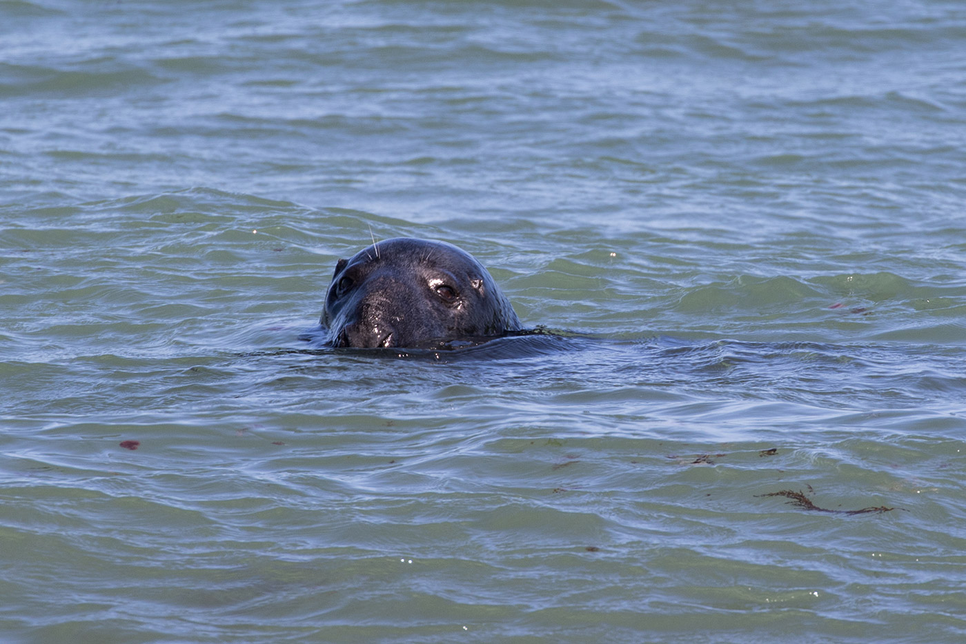 Common Seal in Durlston Bay