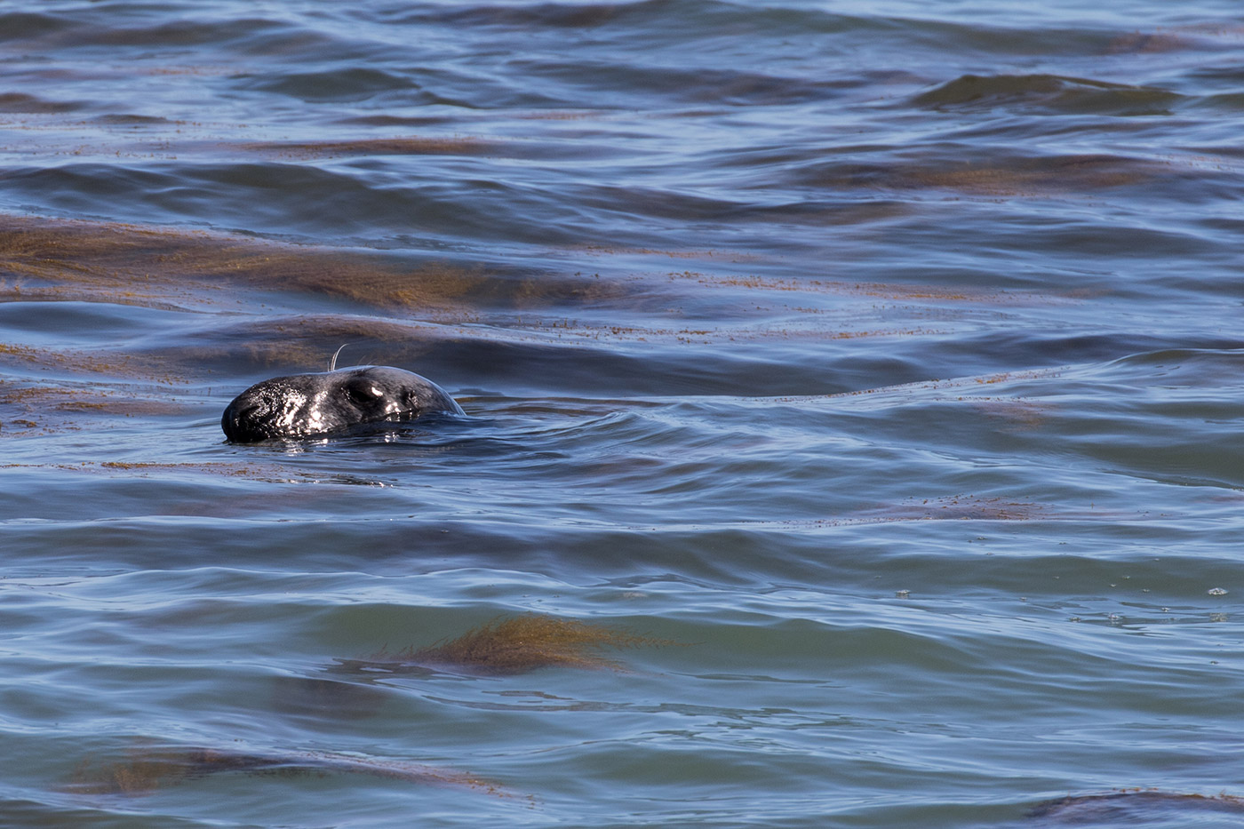 Common Seal in Durlston Bay