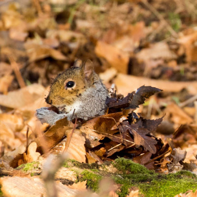 Dirty Squirrel