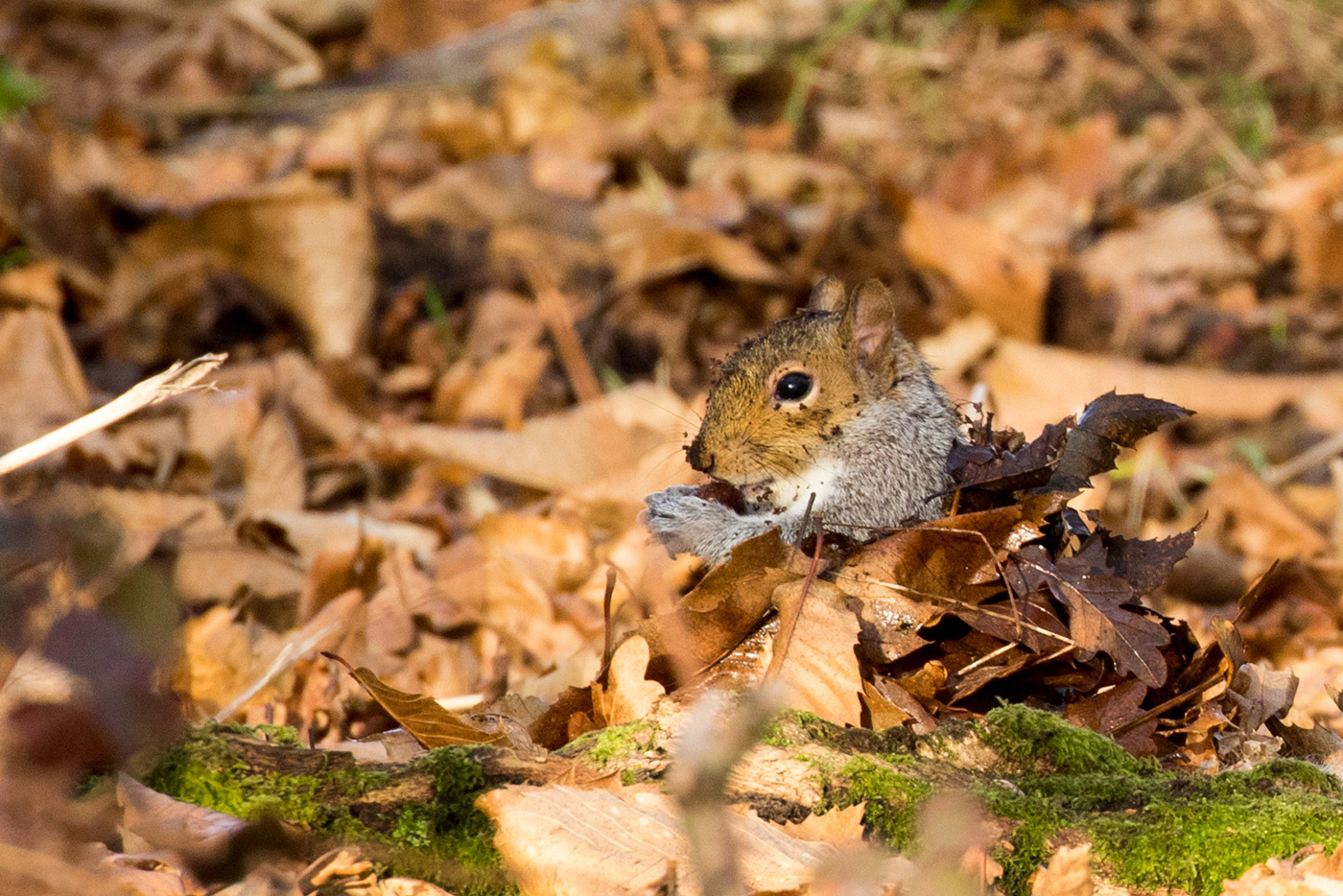 Photo of Dirty Squirrel