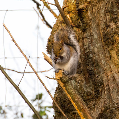 Eating Nuts