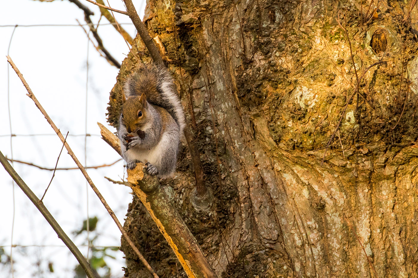 Eating Nuts