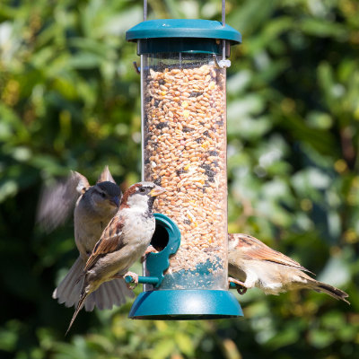 Sparrows on the feeder