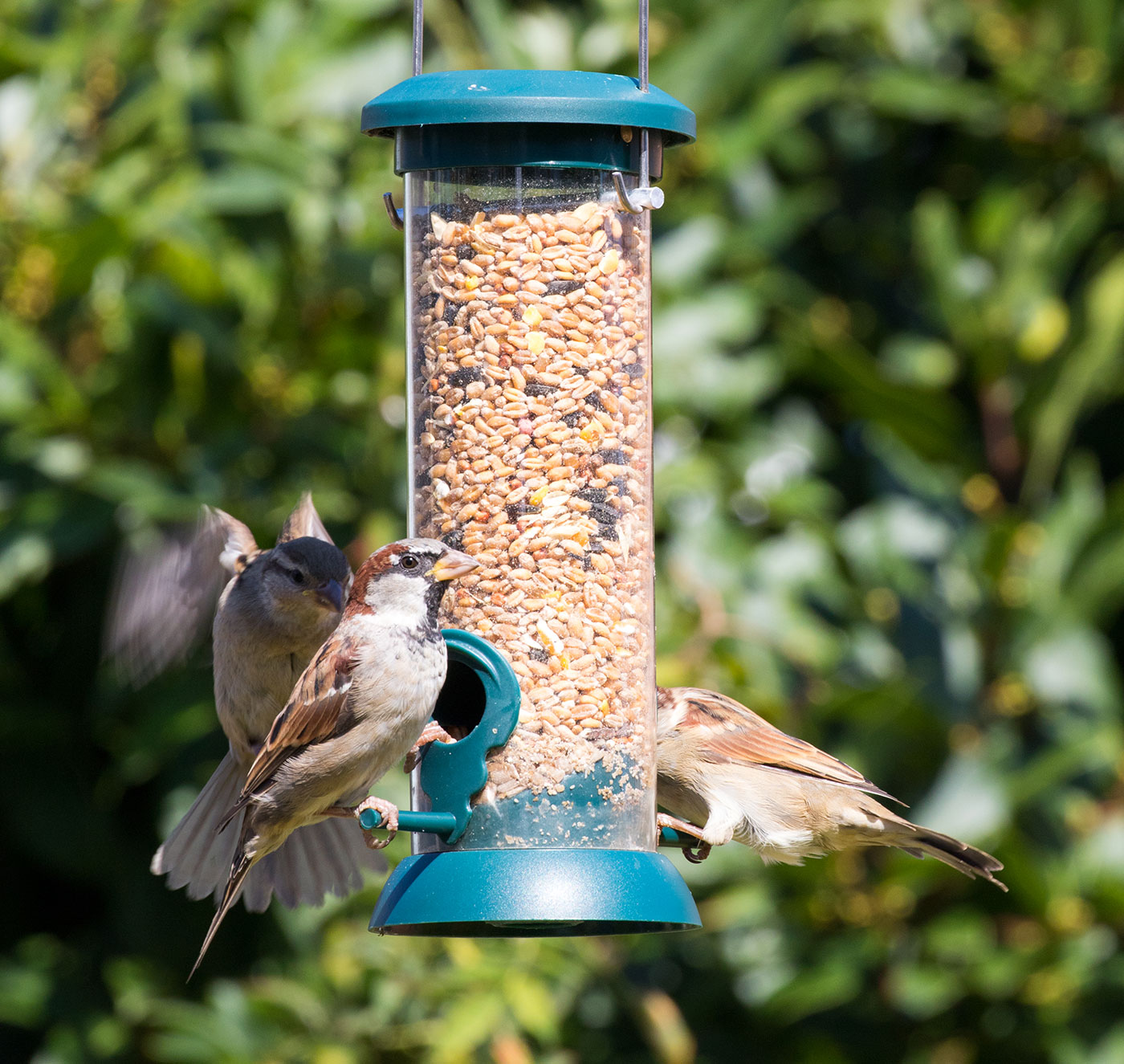 Photo of Sparrows on the feeder