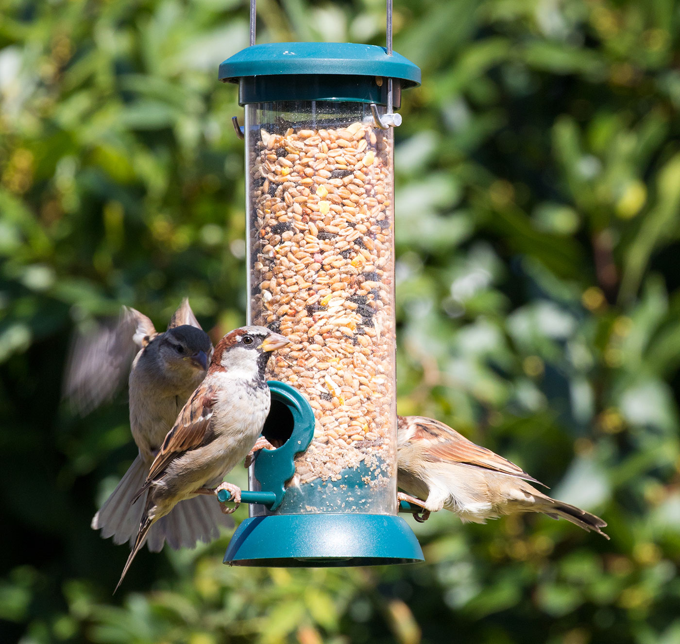 Sparrows on the feeder