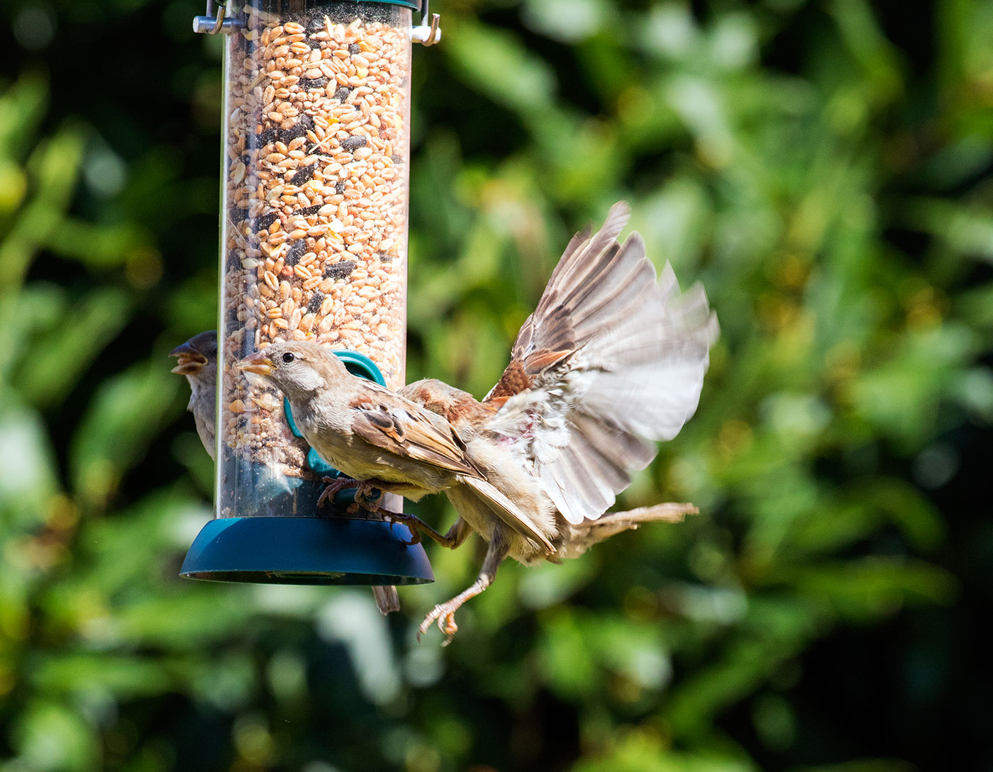 On the feeder