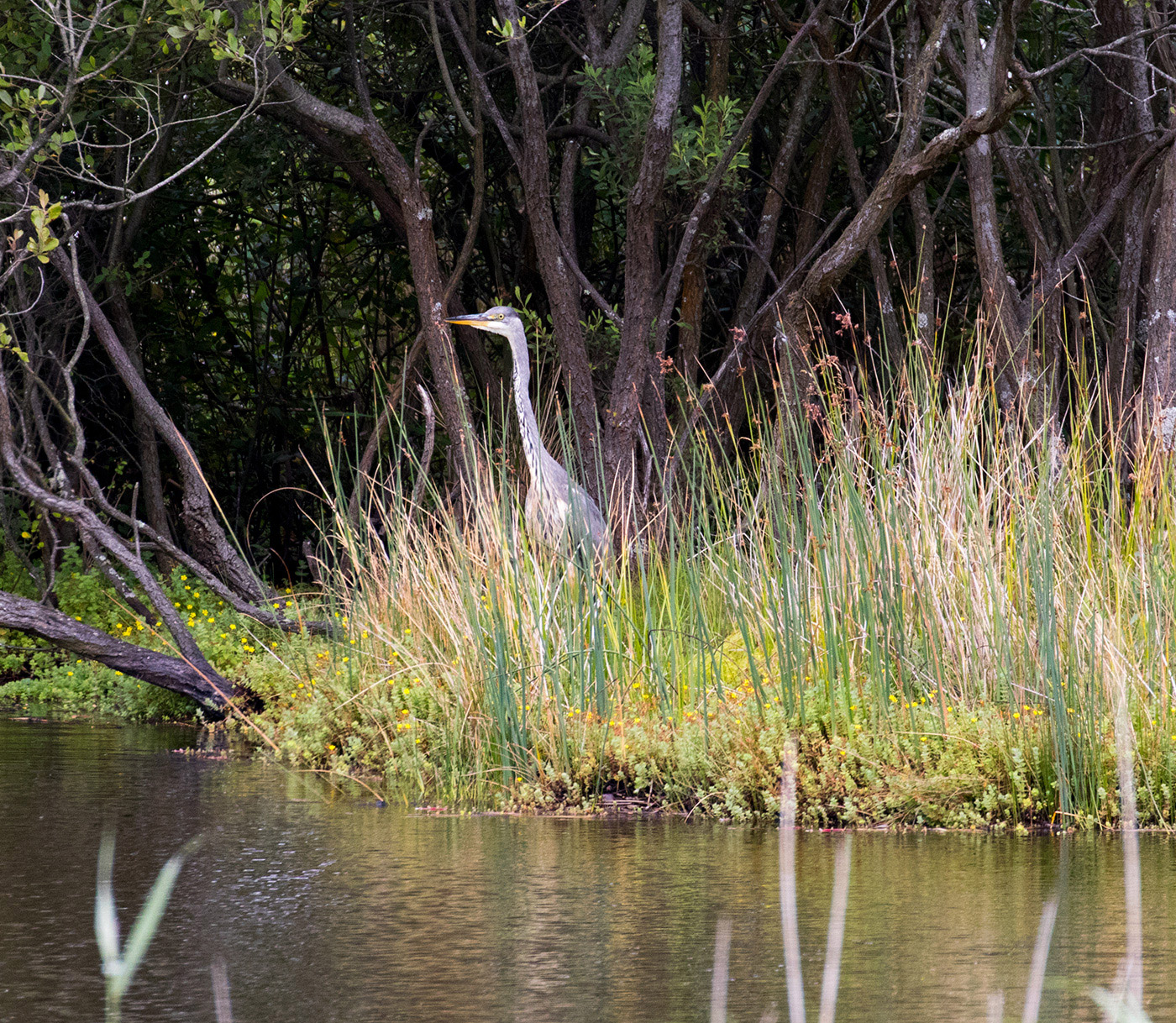 Photo of A heron in the reeds