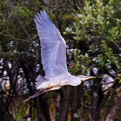 A heron in flight
