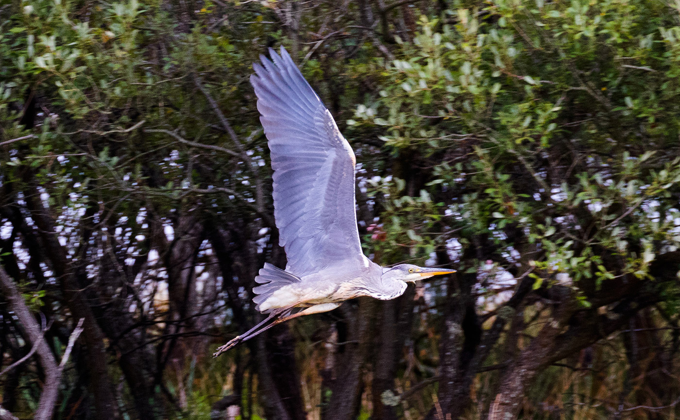 A heron in flight