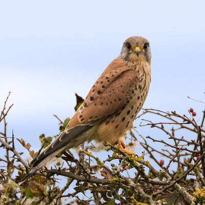 Kestrel at Dulrston country park
