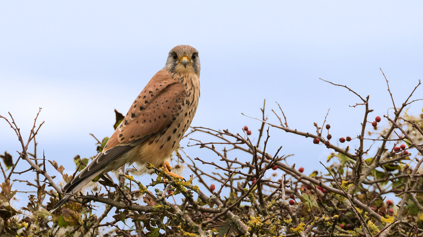 Kestrel at Dulrston country park