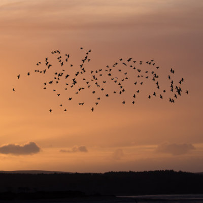 Murmurating starlings