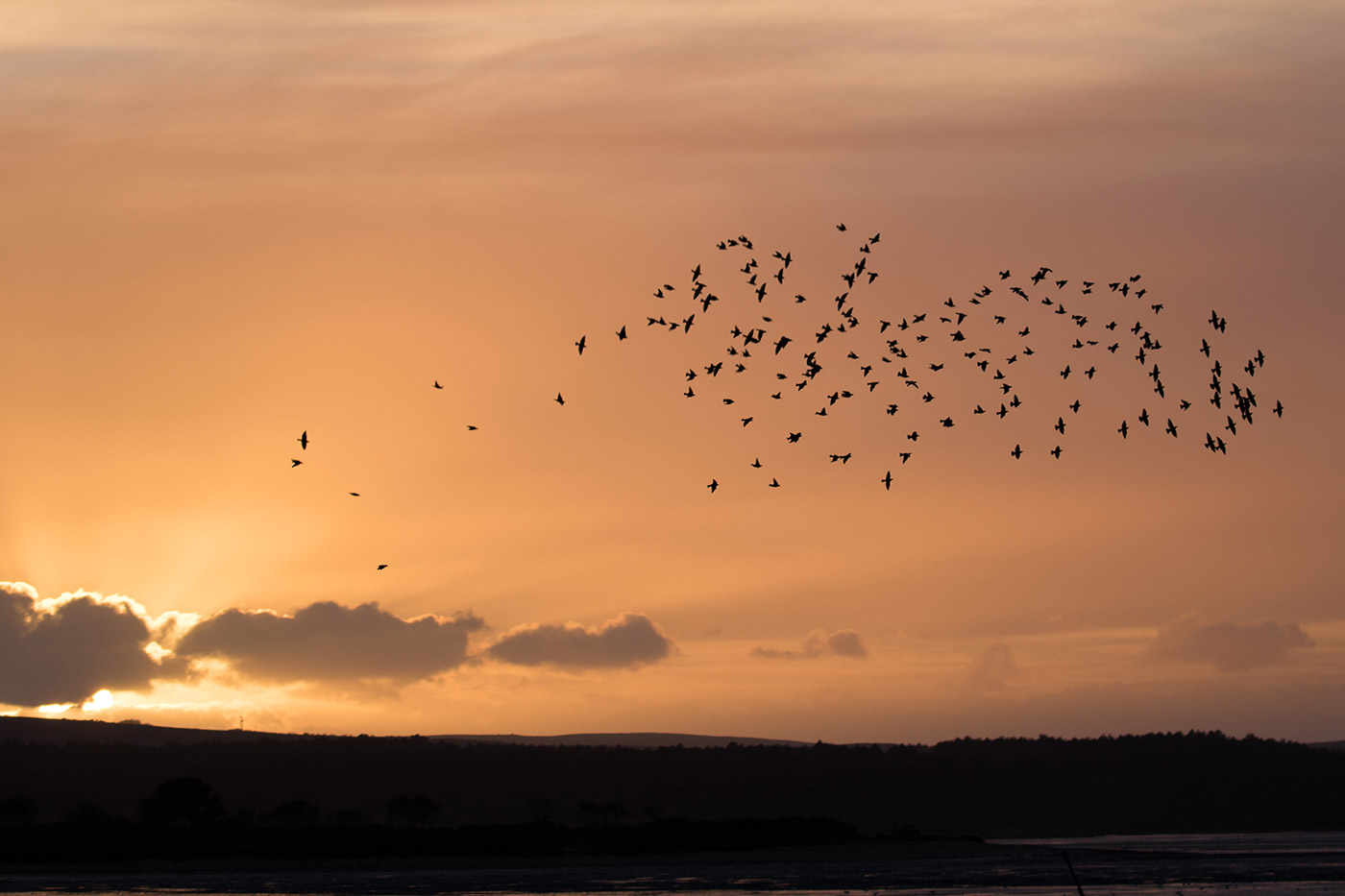 Murmurating starlings