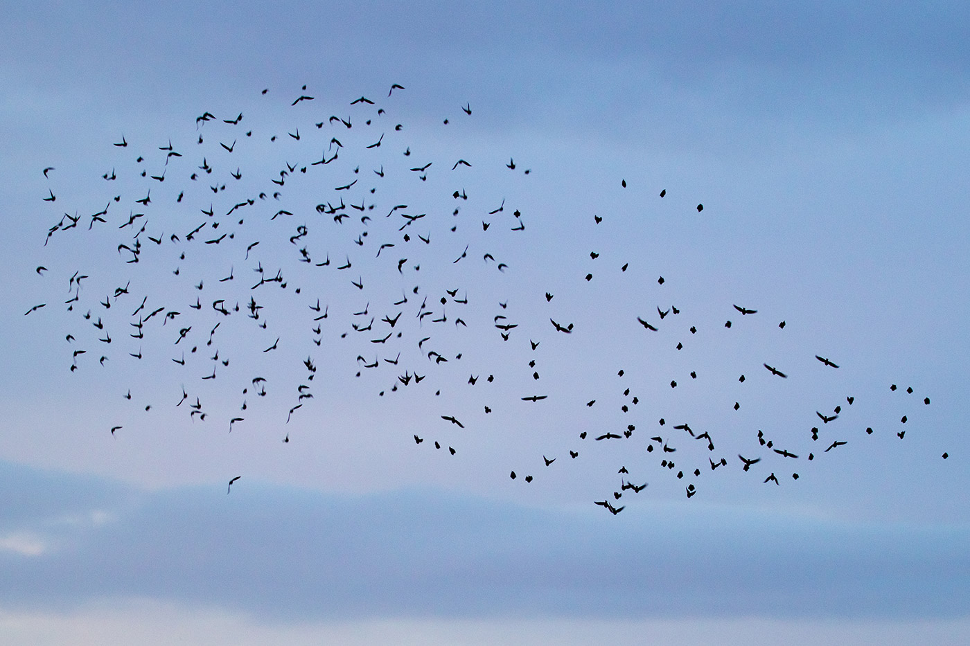 Murmurating starlings