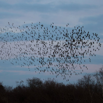 Murmurating starlings