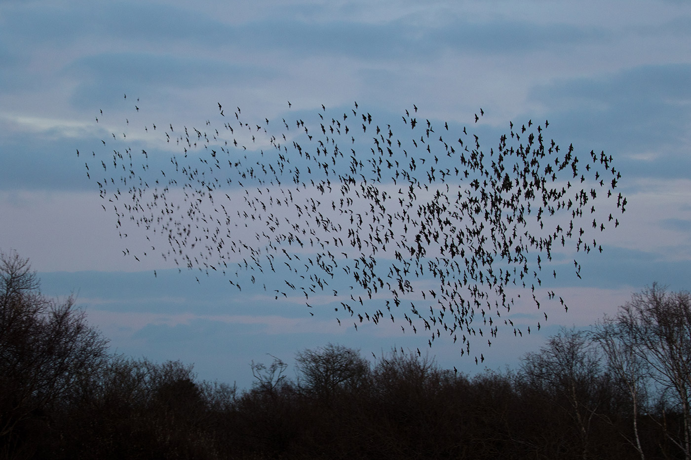 Murmurating starlings