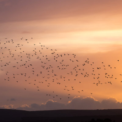 Murmurating starlings