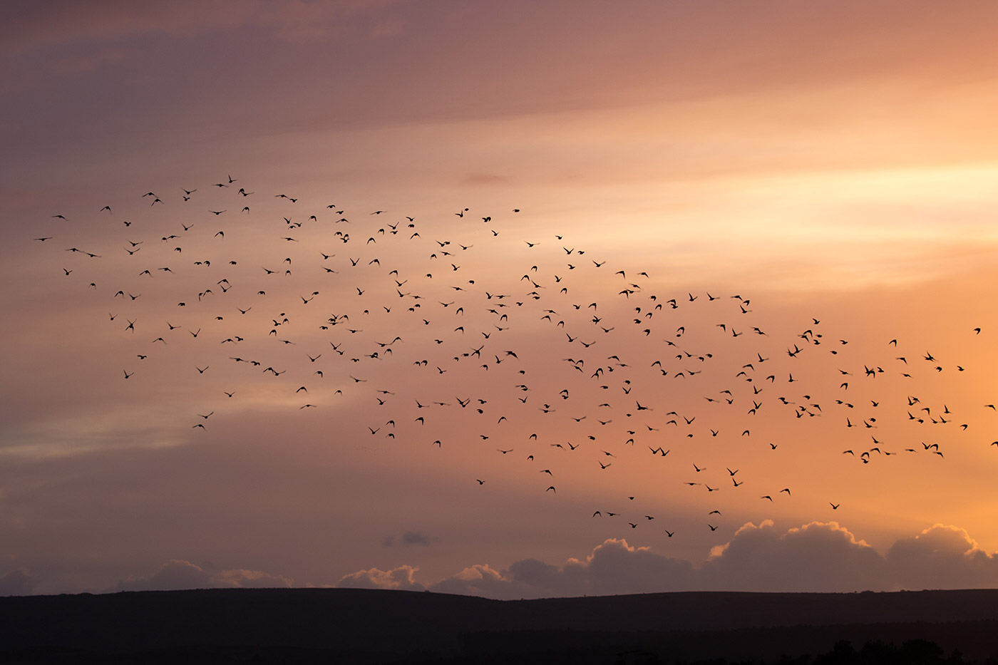 Murmurating starlings