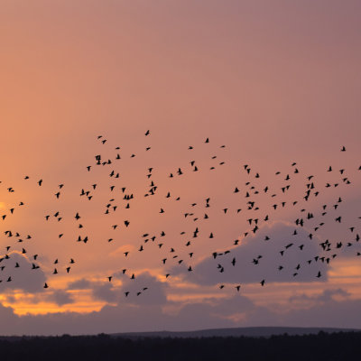 Murmurating starlings