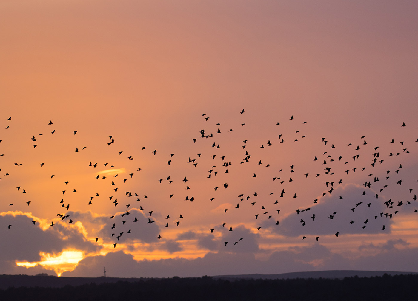 Murmurating starlings