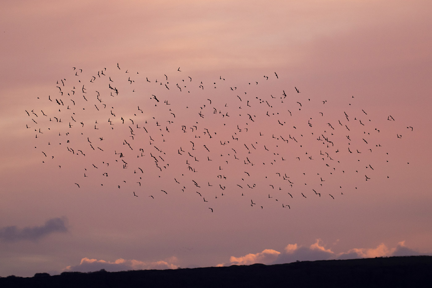 Murmurating starlings