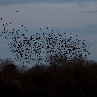 Murmurating starlings