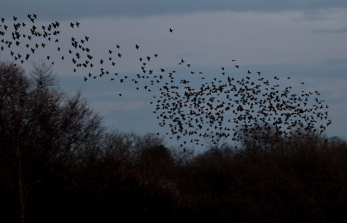 Murmurating starlings