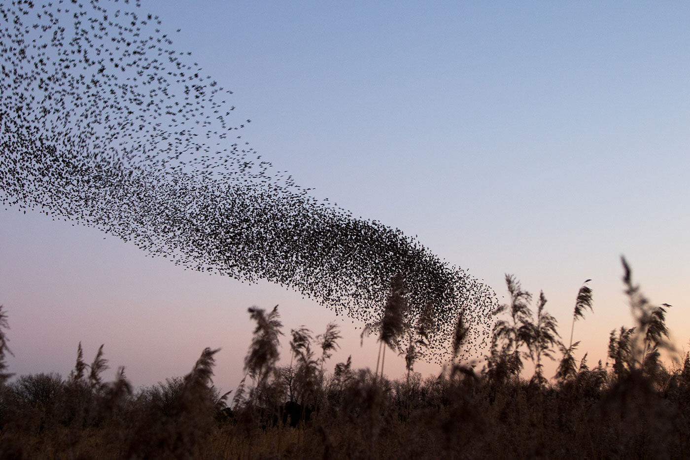 Murmurating starlings