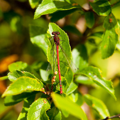 Red Damselfly