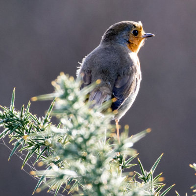 Robin on spikes