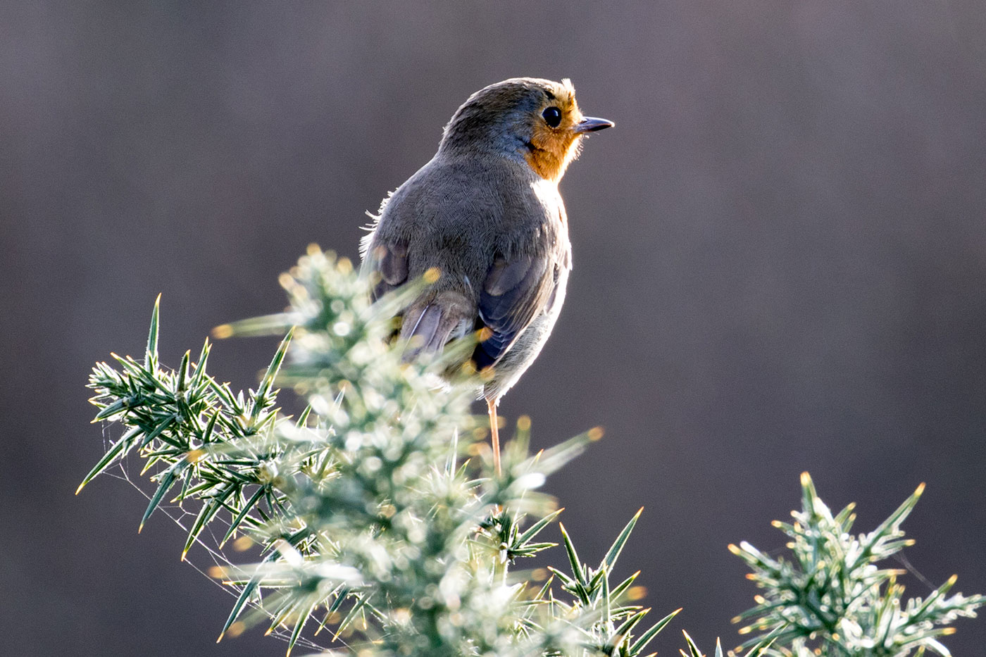 Photo of Robin on spikes