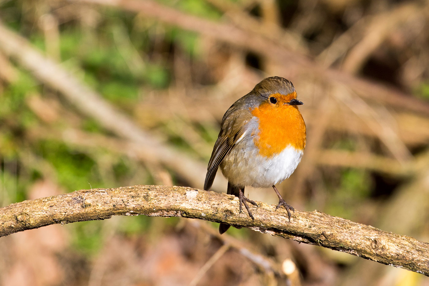 Robin