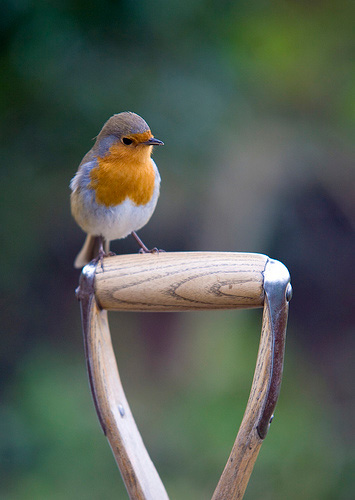 Photo of Robin on garden fork