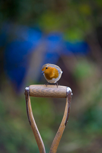 Robin on a garden fork