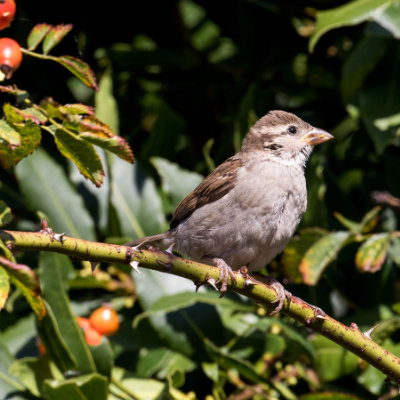 Sparrow on a branch