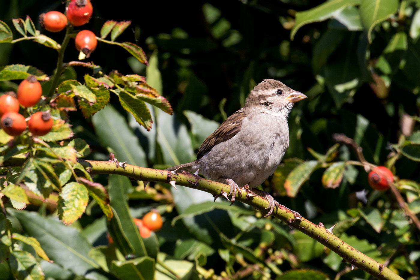 Sparrow on a branch