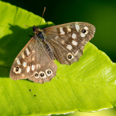 Speckled Wood Butterfly