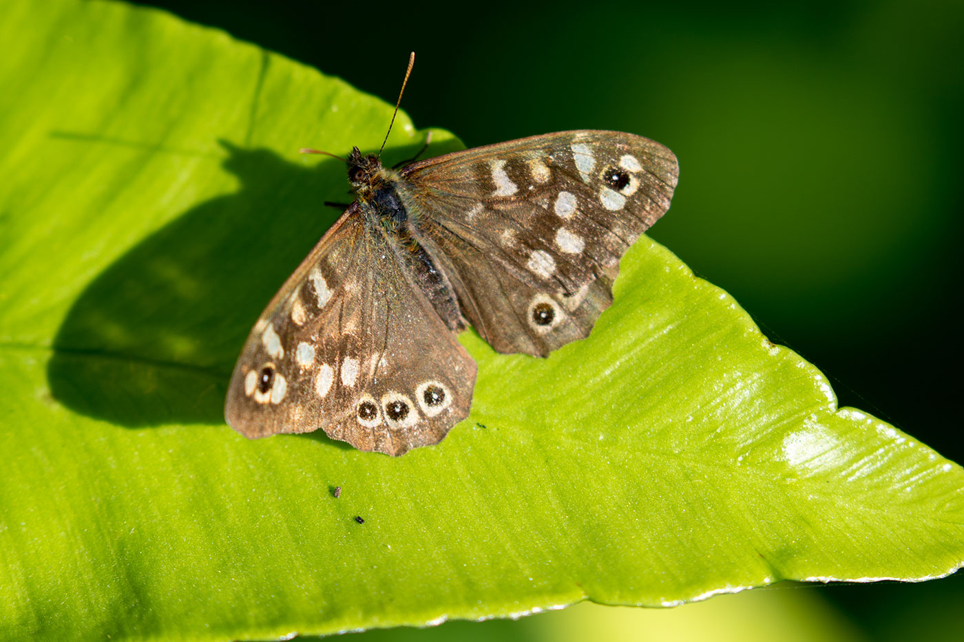 Speckled Wood Butterfly