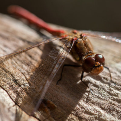 Red Damselfly on log