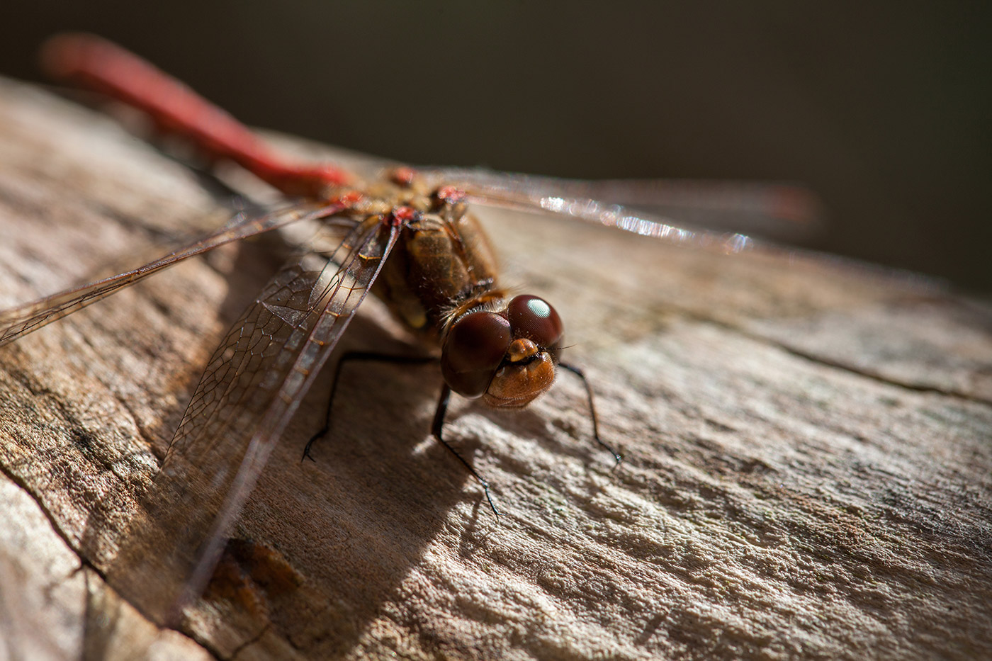 Red Damselfly