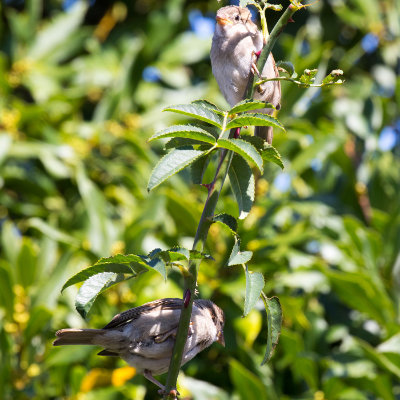 Two Sparrows