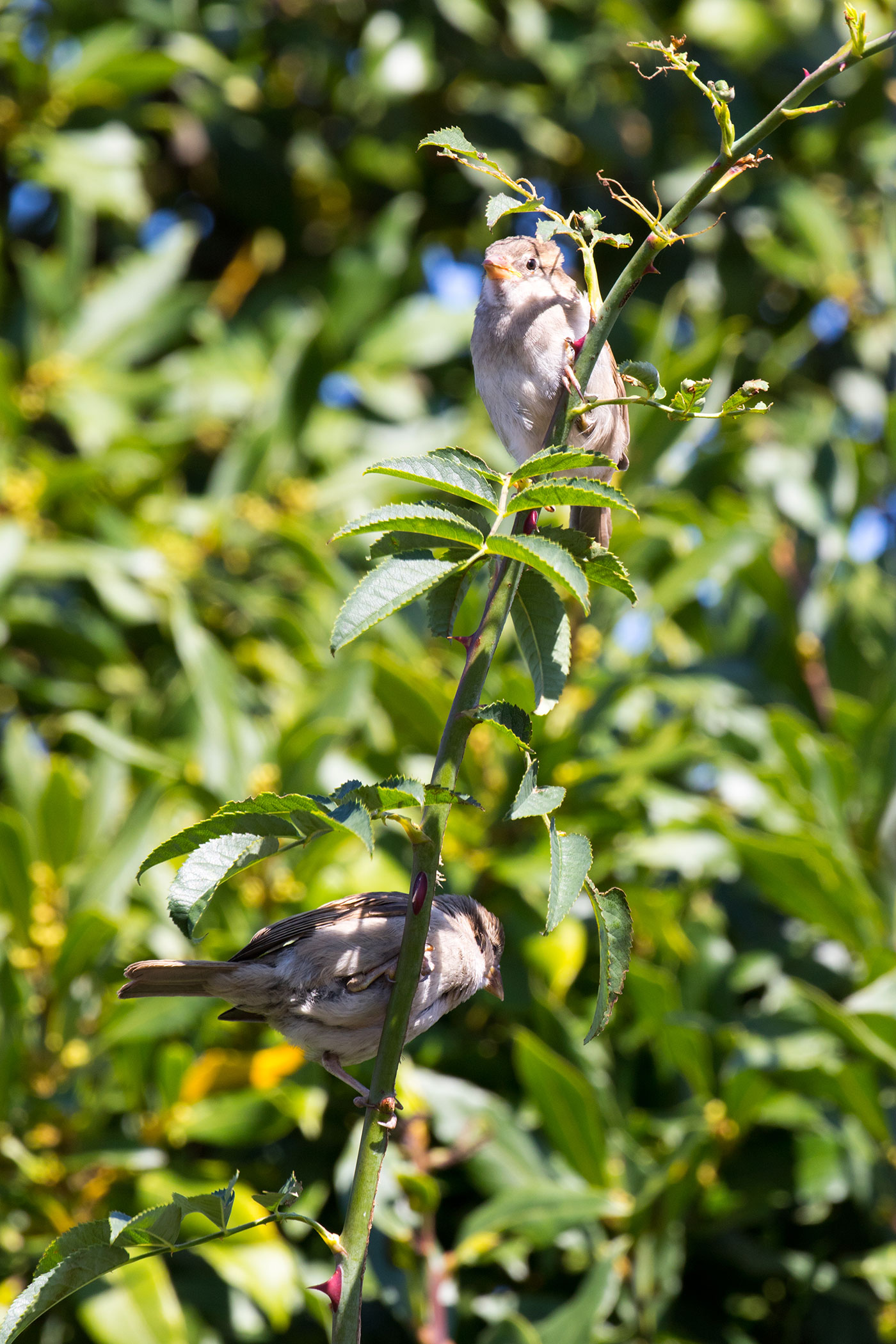 Photo of Two Sparrows