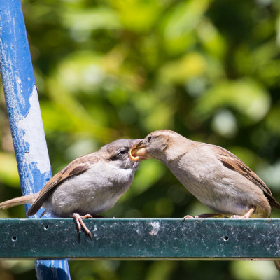 Young Sparrow being fed