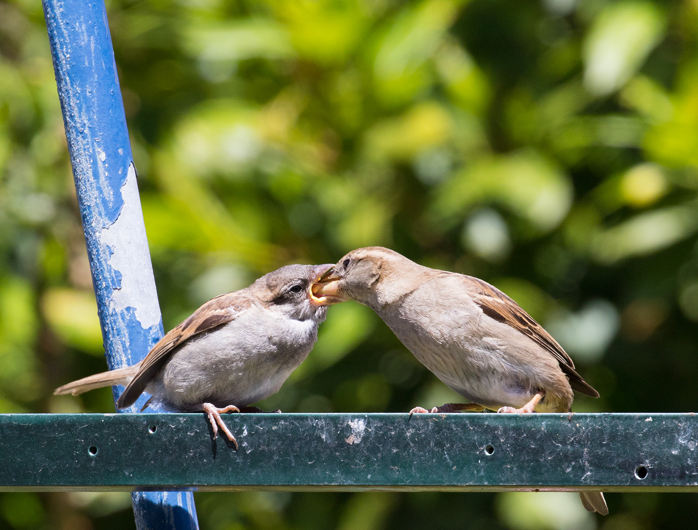 Young Sparrow being fed