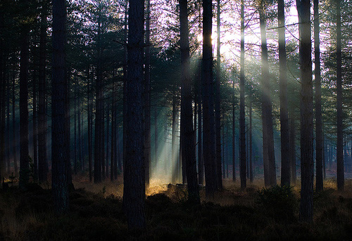 Photo of Sun in the trees and mist