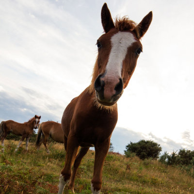 A little horse