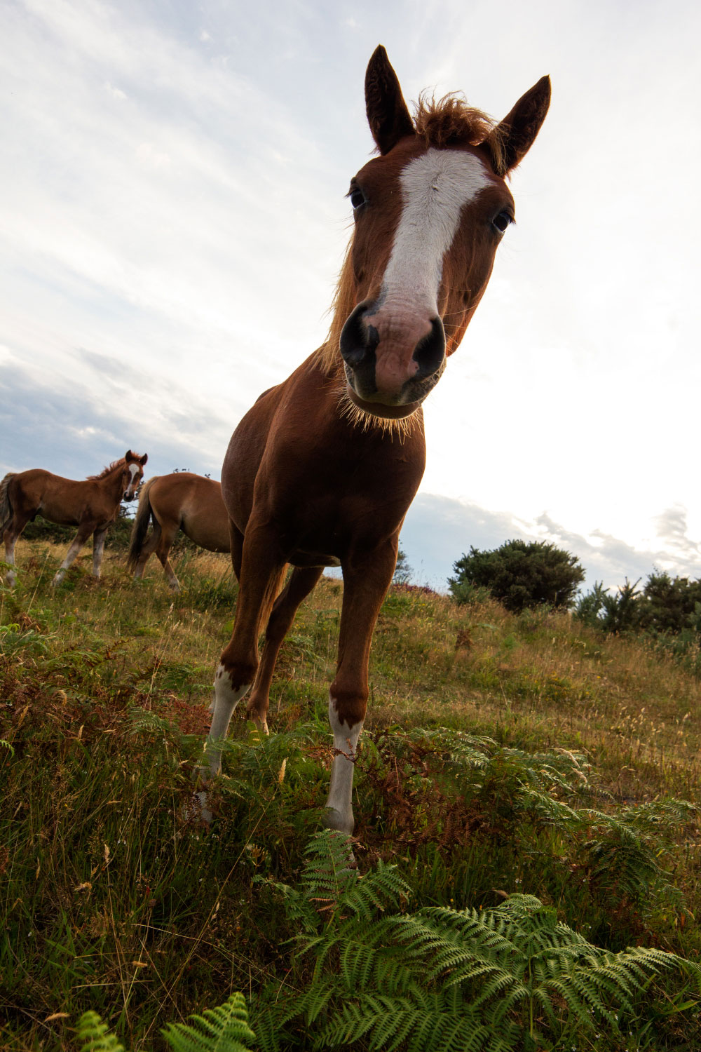 A little horse