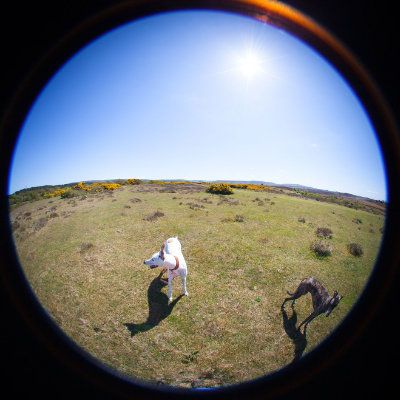 Across corfe common