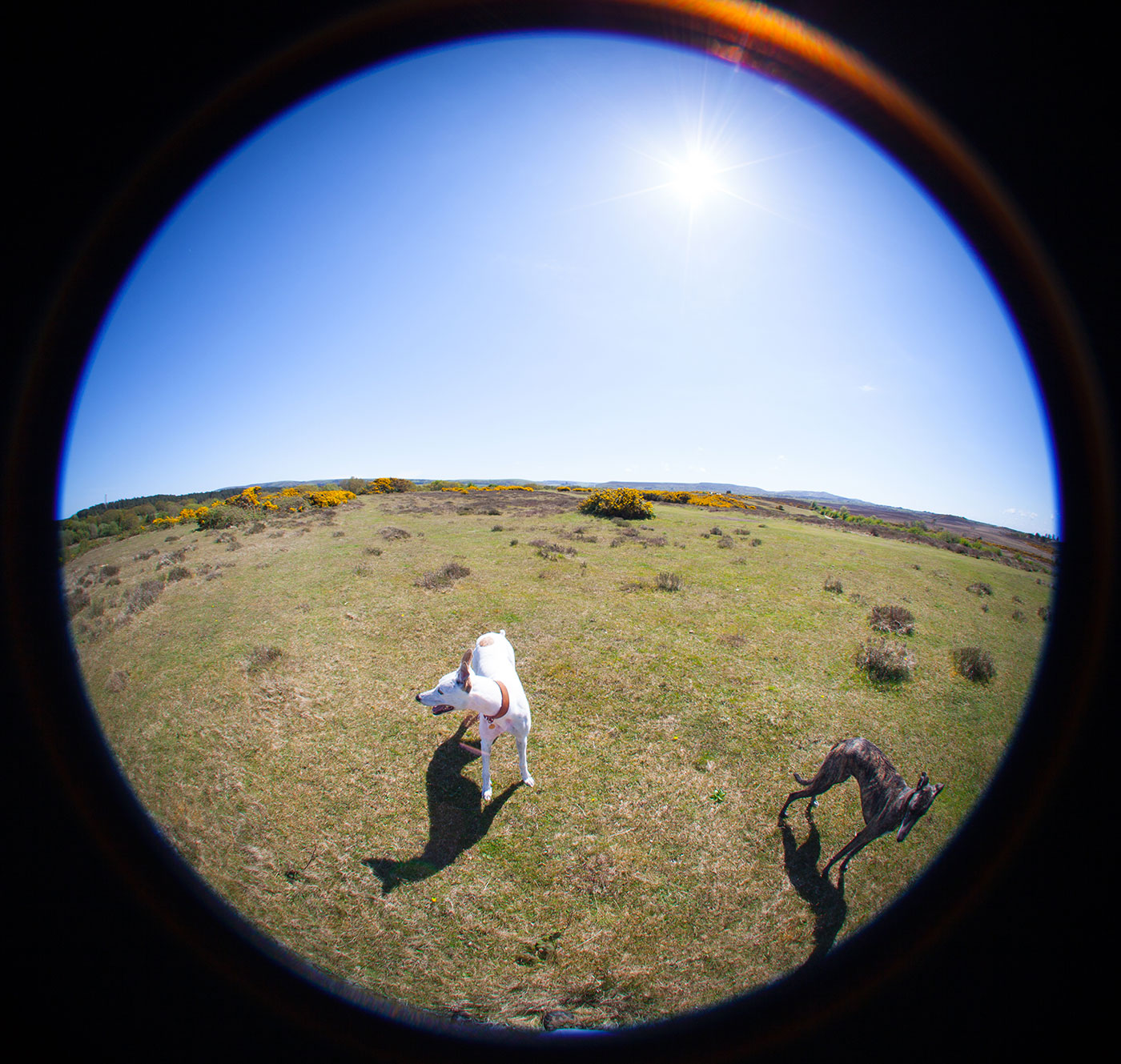 Across corfe common